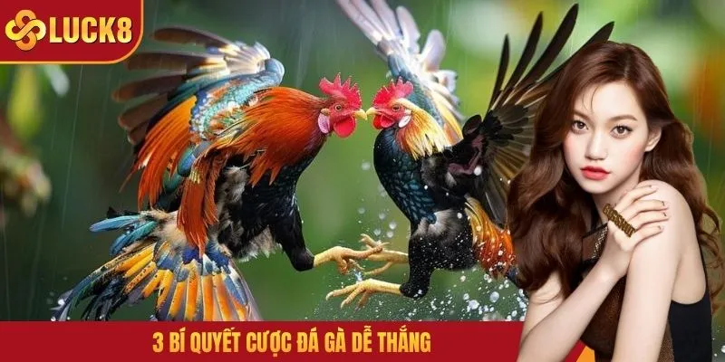 3 bí quyết cược đá gà dễ thắng